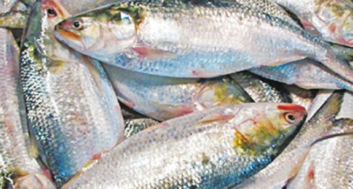 ভারতে ইলিশ রপ্তানি বন্ধ করে দিতে পারে বাংলাদেশ