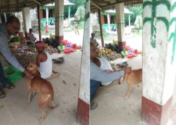 ভাতারের গ্রামে কুকুরের আতঙ্ক, পথ কুকুরের টিকাকরণ করল প্রাণীসম্পদ বিকাশ বিভাগ