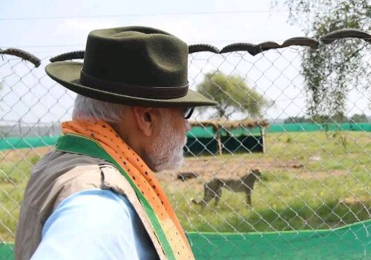 নামিবিয়ায় থেকে আনা ৮ টি চিতা কুনো পার্কে ছাড়লেন প্রধানমন্ত্রী