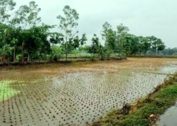 পূর্ব বর্ধমানের বিস্তীর্ণ এলাকায় ভারী বৃষ্টিপাত, খুশি চাষীরা