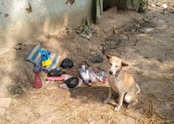 চিকিৎসা পেতে নিজেই পশুপ্রেমী যুবকের কাছে এগিয়ে এল অসুস্থ পথ কুকুর