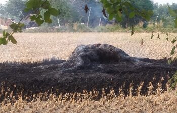 জমির ক্ষতি করেই নাড়া পোড়ানো অব্যাহত রয়েছে, সতর্ক করলেন গবেষকরা