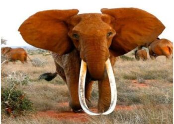 আফ্রিকার সবচেয়ে বৃহৎ দাঁতাল স্ত্রী  হাতির মৃত্যু