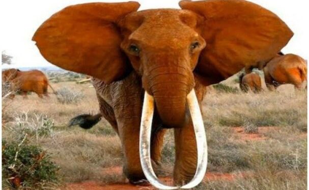 আফ্রিকার সবচেয়ে বৃহৎ দাঁতাল স্ত্রী  হাতির মৃত্যু