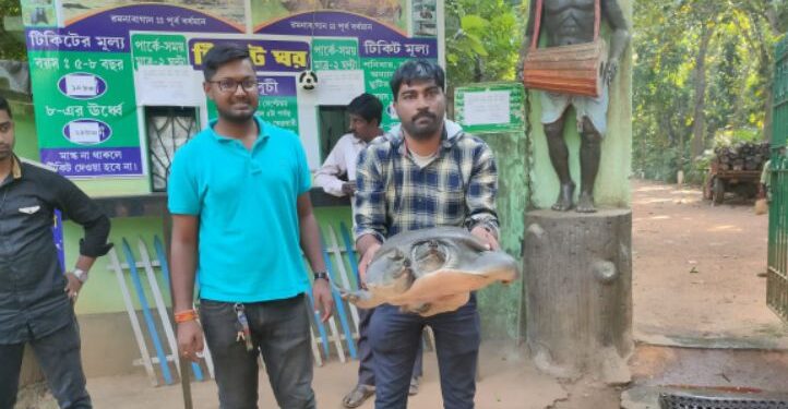 বর্ধমানের শক্তিগড় থেকে বড়সড় স্ত্রী কচ্ছপ উদ্ধার করল বনদপ্তর