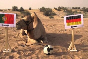 ইংল্যান্ড-ইরান ম্যাচের ভবিষ্যদ্বাণী করেছে উট ‘মিস্টিক মিলি’