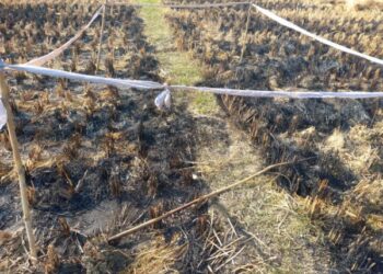 জমিতে নাড়া পোড়াতে গিয়ে অগ্নিদগ্ধ হয়ে মৃত্যু প্রৌঢ় কৃষকের