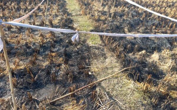 জমিতে নাড়া পোড়াতে গিয়ে অগ্নিদগ্ধ হয়ে মৃত্যু প্রৌঢ় কৃষকের