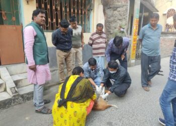 ছোঁয়াচে ‘ক্যানাইন ডিসটেম্পার’ রোগে এক মাসে কালনায় তিন শতাধিক পথ ককুরের মৃত্যু