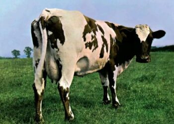 গাভিকে ধর্ষণের অভিযোগে গ্রেফতার বছর চল্লিশের এক ব্যক্তি