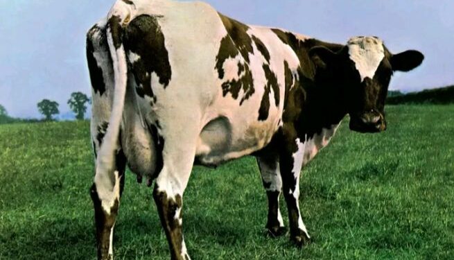 গাভিকে ধর্ষণের অভিযোগে গ্রেফতার বছর চল্লিশের এক ব্যক্তি