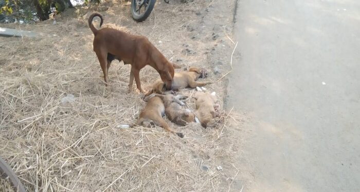 বেপরোয়া গাড়ির ধাক্কায় মৃত্যু চার শাবকের, শোকার্ত কুকুর মায়ের হাহাকার দেখে চোখে জল পশুপ্রেমী মুসলিম যুবকের