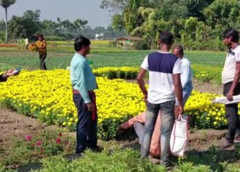 পূর্বস্থলীতে জমে উঠেছে ফুল কেনাবেচার কারবার, রাজ্য ছাড়িয়ে ভিন রাজ্য থেকে ব্যবসায়ীরা মাঠ থেকে সংগ্রহ করে নিয়ে যাচ্ছেন রকমারি ফুল