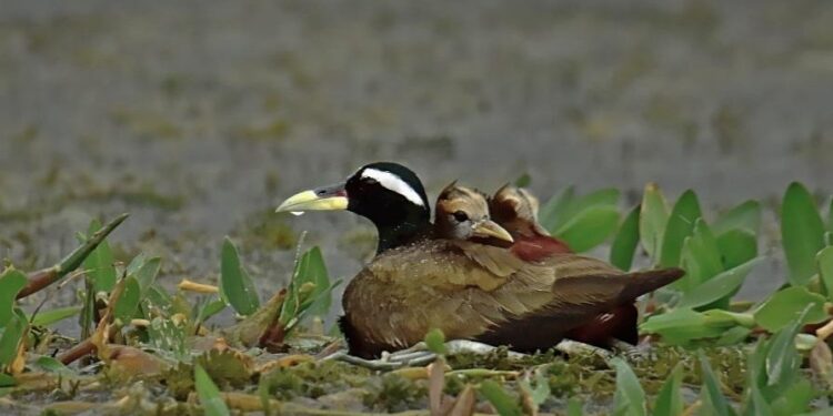 চুপির পাখিরালয়ের ছাড়িগঙ্গাঅবলুপ্ত হওয়ার আশঙ্কা করছেন পর্যটকবাহী নৌকার মাঝিরা
