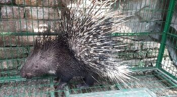 কাটোয়ার রাস্তা থেকে পূর্ণ বয়স্ক হিমালয়ান সজারু উদ্ধার