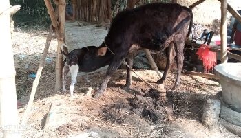 মঙ্গলকোটে ‘মা’ কুকুরের স্তন পান করছে বাছুর