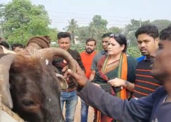 Burdwan  : গরু পাচার রুখলেন খোদ বিজেপি সাংসদ অগ্নিমিত্রা পাল