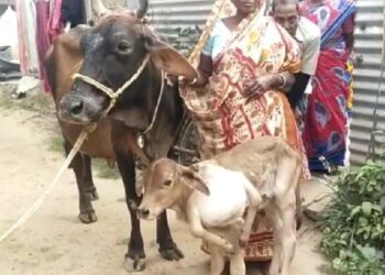 মাধবডিহিতে ৬ পায়ের বাছুর দেখতে ভিড় উপচে পড়েছে গোপালকের বাড়িতে