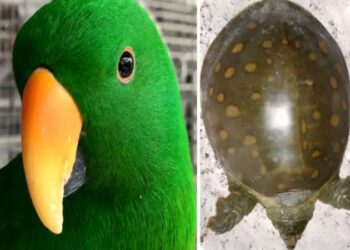 স্ত্রীর সখ মেটাতে কচ্ছপ আর টিয়া পাখি কিনে জেলে গেলেন শিলিগুড়ির স্বামী