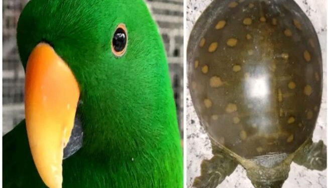 স্ত্রীর সখ মেটাতে কচ্ছপ আর টিয়া পাখি কিনে জেলে গেলেন শিলিগুড়ির স্বামী