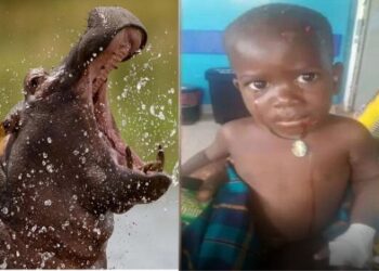 দু’বছরের শিশুকে গিলে ফেলার পর উগলে দিল দৈত্যাকার জলহস্তী