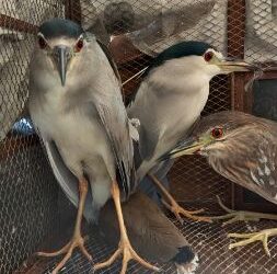 দুই পরিযায়ী পাখি শিকারিকে গ্রেপ্তার করেল বনদপ্তর, উদ্ধার একাধিক পাখি