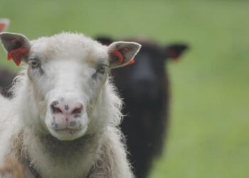 হালাল মাংস নিষিদ্ধ করতে বিধানসভায় বিল আনাতে চলেছে কর্ণাটকের বিজেপি সরকার