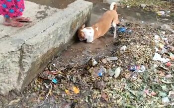 হঠাৎ জল আসায় কালভার্টের নিচে সদ্যজাত ৬ শাবকের সলিল সমাধি, চেষ্টা করেও বাঁচাতে পারলো না মা কুকুর