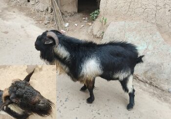 ‘বেইজ্জত’ করলেই মোক্ষম গুঁতো, ভাতারের ‘মহারাজ’ কে সমঝে চলছেন স্থানীয়রা