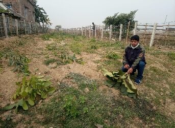 Bhatar : রাতের অন্ধকারে কৃষকের বাগান নষ্ট করে দিল দুষ্কৃতীরা