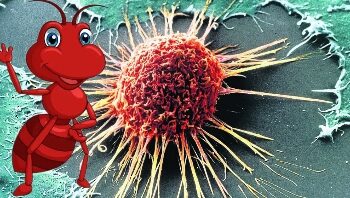 প্রশিক্ষিত পিঁপড়েরা ক্যান্সার কোষ সনাক্ত করতে সক্ষম- গবেষণায় দাবি