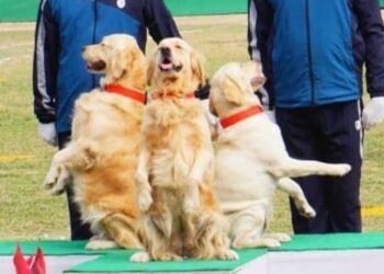 বাংলাদেশ সীমান্তে মোতায়েন বিএসএফের স্নিফার ডগের গর্ভধারণে চাঞ্চল্য