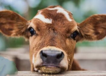 বাছুরকে গাছে বেঁধে রেখে ধর্ষণ, গ্রেফতার যুবক