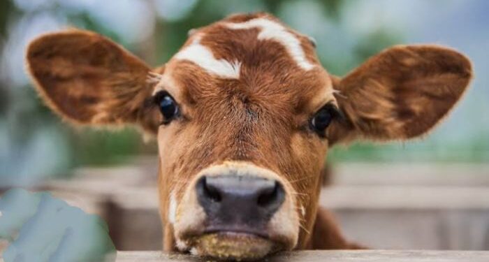 বাছুরকে গাছে বেঁধে রেখে ধর্ষণ, গ্রেফতার যুবক