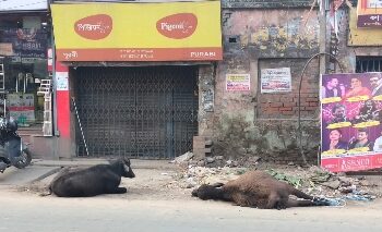 কনকনে ঠান্ডার মধ্যে অভুক্ত অবস্থায় মৃত সঙ্গীর দেহ আগলে বসে রইল বলদ মহিষ