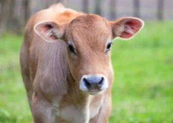 “গোহত্যা বন্ধ হলে পৃথিবীর সব সমস্যার সমাধান হয়ে যাবে”- গুজরাটের আদালত