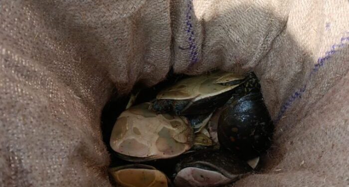 পাচারের আগেই আট শতাধিক কচ্ছপ উদ্ধার বর্ধমানে, পলাতক পাচারকারীরা