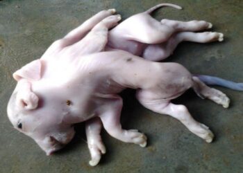 চীনের শানডং প্রদেশে ৮ পা ২ পেট বিশিষ্ট অদ্ভুতদর্শন শূকর শাবকের জন্ম