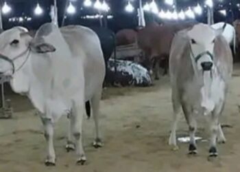 দিল্লিতে গোহত্যার অভিযোগে গ্রেফতার যুবক