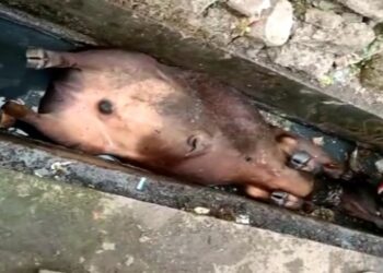 কাটোয়ায় দুই ষাঁড়ের মরণপণ লড়াই, নিহত এক