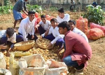 মিডডে মিলের জন্য শিক্ষক ও ছাত্ররা মিলে স্কুলের জমিতে চাষ করে ফলালো ১৮ মন আলু
