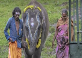 এক সঙ্গে জোড়া অস্কার ভারতের,”নাটু নাটু” গানের পর তামিল তথ্যচিত্র ‘দ্য এলিফ্যান্ট হুইস্পারার্স’