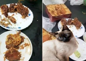 খাসির মাসের বিরিয়ানির অর্ডার করা ক্রেতাকে বিড়ালের মাংসের বিরিয়ানি পাঠালো হোটেল কর্তৃপক্ষ