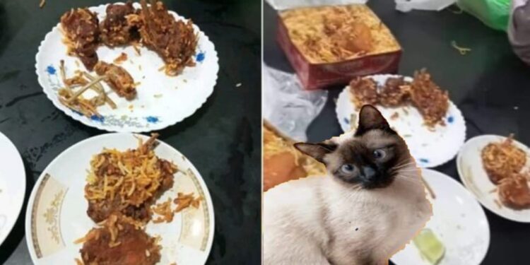 খাসির মাসের বিরিয়ানির অর্ডার করা ক্রেতাকে বিড়ালের মাংসের বিরিয়ানি পাঠালো হোটেল কর্তৃপক্ষ