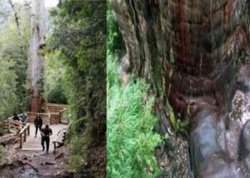 গাছেদের প্রপিতামহের সন্ধান পাওয়া গেল চিলির অ্যালারস কোস্টেরো ন্যাশনাল পার্কে