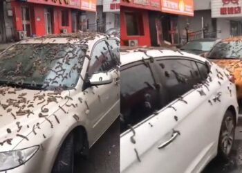 চীনে পোকামাকড়ের বৃষ্টি, সোশ্যাল মিডিয়ায় ভাইরাল ভিডিও