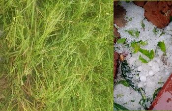 বীরভূমে শিলাবৃষ্টি, বোরোধানের ক্ষতির আশঙ্কা