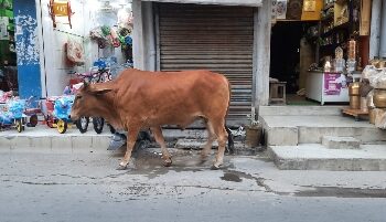‘ধর্মের ষাঁড়’দের হামলা থেকে বাঁচান – কাটোয়া পুরসভায় কাতর আকুতি বৃদ্ধের