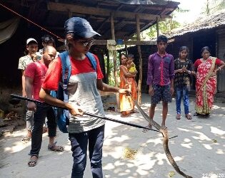 গৃহস্থের বাড়ি থেকে বিষধর সাপ উদ্ধার করে বনদপ্তরের হাতে তুলে দিলেন দত্তপুকুরের ‘প্রকৃতিকন্যা’