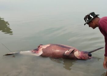 কাটোয়ায় ভাগিরথীতে ফের মৃত  ডলফিন উদ্ধার